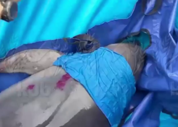 Спасенного в реке Бейсуг многострадального дельфина выпустили в Черное море