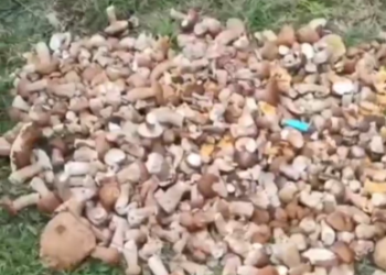 В Сочи мужчина за один раз собрал 31 кг белых грибов