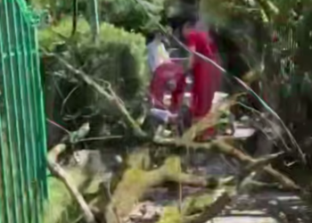 В Сочи женщина оказалась погребена под упавшим сухим деревом