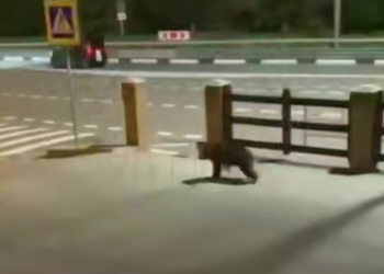 «Рявкнул и потребовал номер»: медвежонок устроил переполох у отеля в Сочи