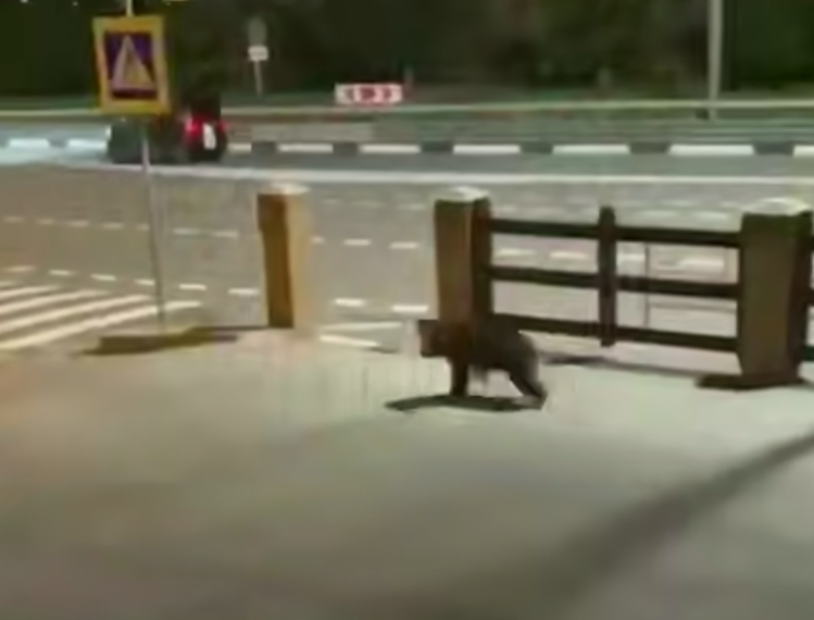 «Рявкнул и потребовал номер»: медвежонок устроил переполох у отеля в Сочи