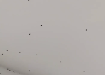 Нашествие божьих коровок-арлекинов сняли на видео в Сочи