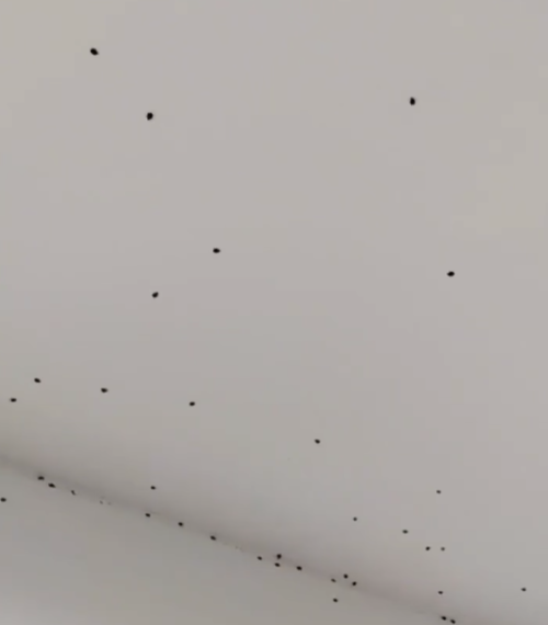 Нашествие божьих коровок-арлекинов сняли на видео в Сочи