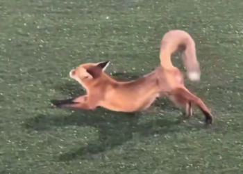 Рыжий диверсант сорвал игру на футбольном поле в Краснодаре