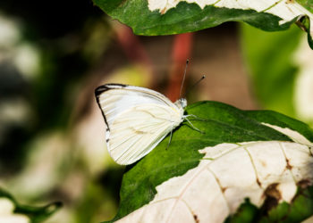 В Сочи завершают обработку зеленых зон от опасной американской белой бабочки