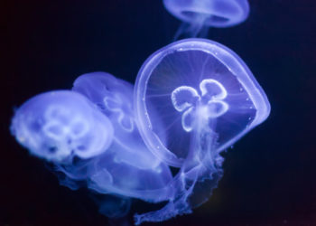 В Темрюкском районе Азовского моря установят заградительные сети от медуз