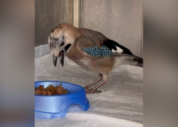 В Крыму ручная сойка потерялась и может переехать в парк львов Тайган