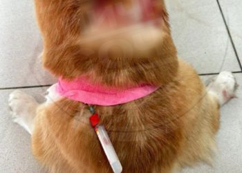 Алабай напал на женщину с детьми у школы в Адлере