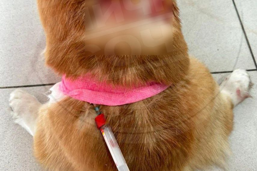 Алабай напал на женщину с детьми у школы в Адлере