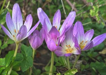 В Сочи расцвела «голая леди»