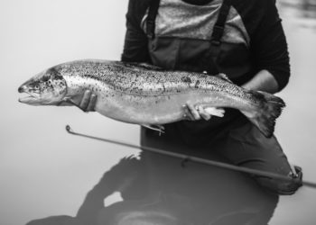 Форелевое хозяйство Сочи увеличило объемы производства на треть в сезоне