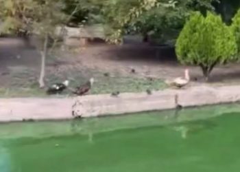 Пруд в Горсаду Краснодара продолжает цвести, несмотря на выделенные миллионы