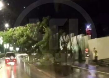 В Сочи упавшее дерево перекрыло часть дороги