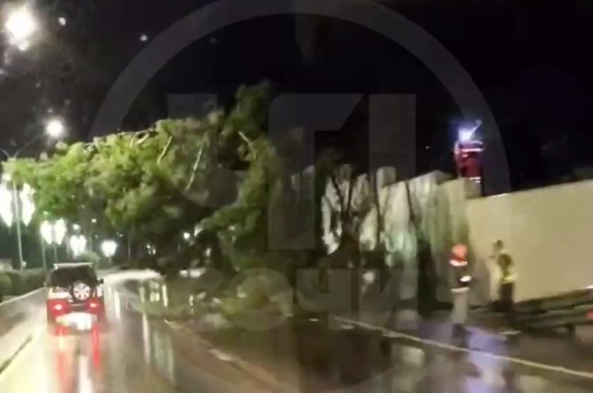 В Сочи упавшее дерево перекрыло часть дороги