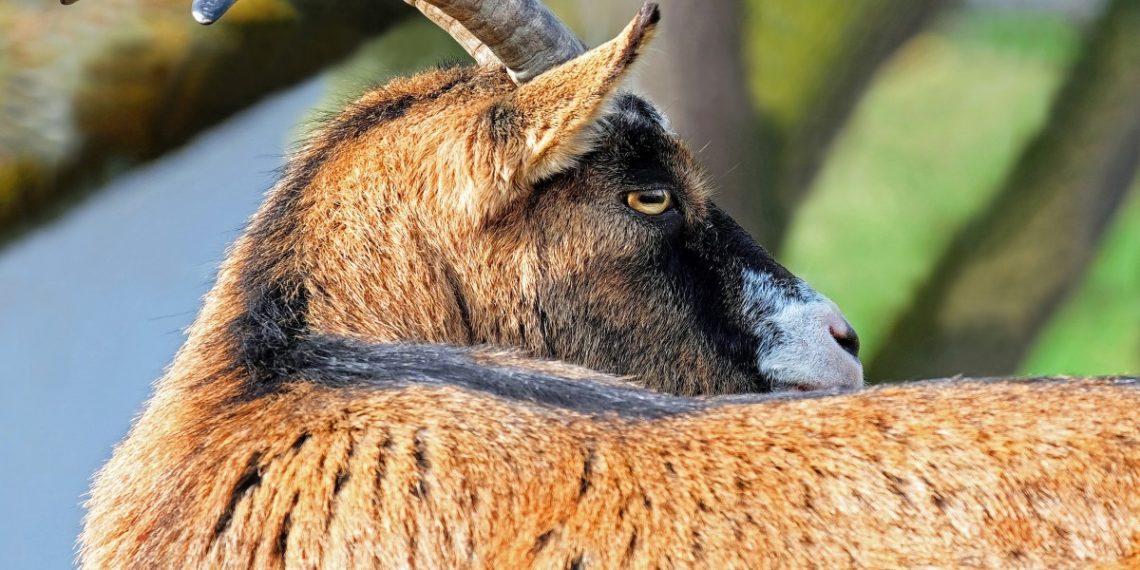 В Краснодаре козы ходили по капоту авто