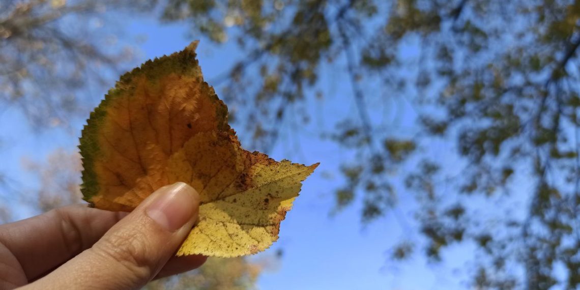 Бабье лето в разгаре: в Краснодарском крае во вторник ожидается до +29 градусов