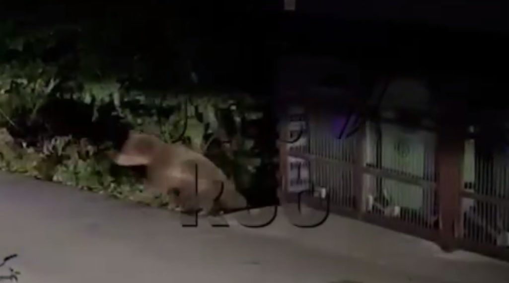 В Сочи медведица попыталась напасть на самокатчика