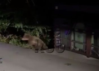 В Сочи медведица попыталась напасть на самокатчика