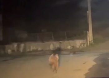 В Сочи сняли на видео бегущего по улицам медвежонка