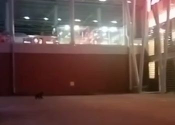 В Сочи медведь пытался зайти в здание железнодорожной станции