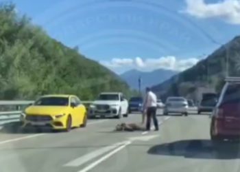 В Сочи женщину могут оштрафовать на 60 тысяч за сбитого насмерть медвежонка