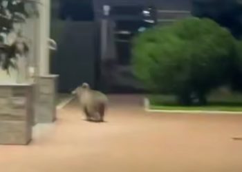 На горном курорте в Сочи заметили медведя