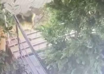 В Сочи медвежонок пытался зайти в хинкальную