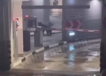 В Сочи медведь забежал на многоуровневый паркинг