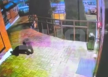 В Сочи медведь пришел к отделу полиции