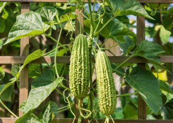 В Сочи созревают молодильные ягоды