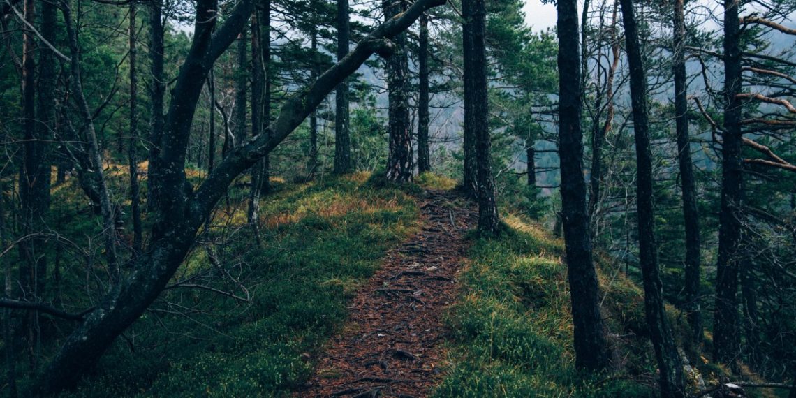 Полиция проводит проверку информации о подвешенном на веревке кабане на Кубани