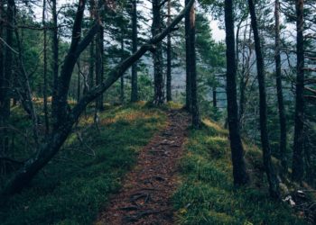 Полиция проводит проверку информации о подвешенном на веревке кабане на Кубани