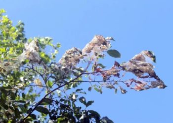 В Сочи началась повторная обработка деревьев от американской белой бабочки