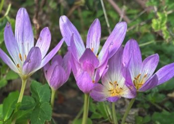 В Сочинском нацпарке зацвела опасная «голая леди» среди осенних цветов