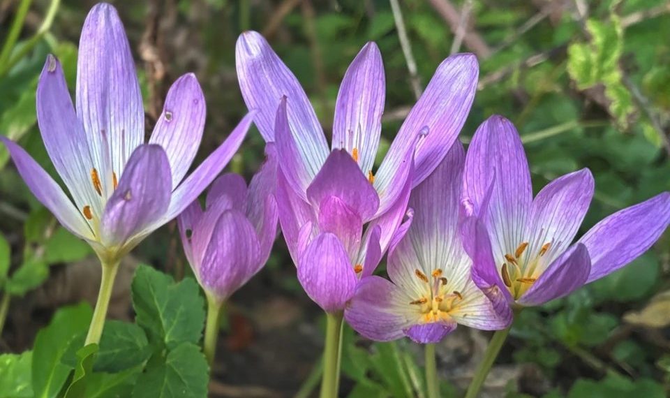 В Сочинском нацпарке зацвела опасная «голая леди» среди осенних цветов