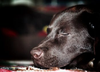 Пятый день в Краснодаре на улице лежит разлагающийся труп собаки возле мусорки