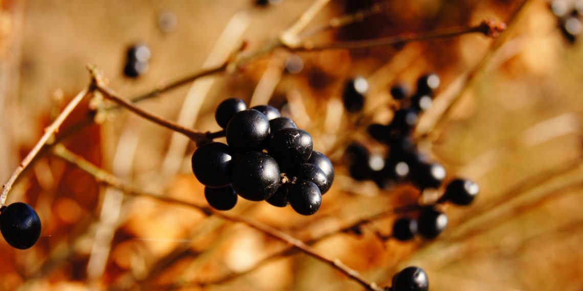 Аронник и другие токсичные растения появились в сочинских лесах осенью