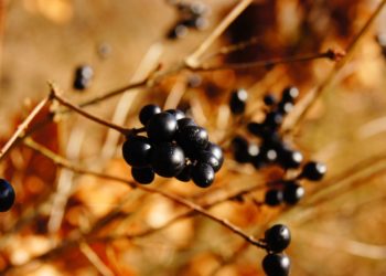 Аронник и другие токсичные растения появились в сочинских лесах осенью