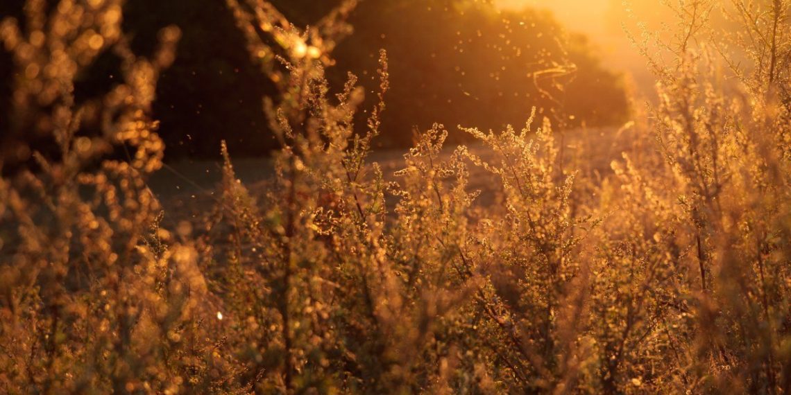 На Кубани сохраняется чрезвычайная пожарная опасность из-за жары и засухи