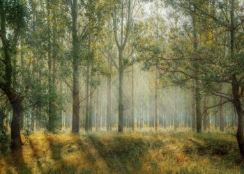 В Краснодаре разработают единый план благоустройства городских парков