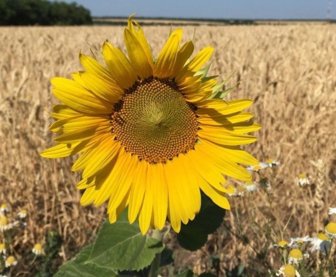 Синоптики поделились прогнозом на весь сентябрь в Краснодарском крае