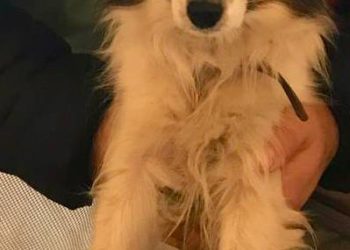 Собаку Шуру, сбежавшую из поезда Новороссийск — Екатеринбург, нашли