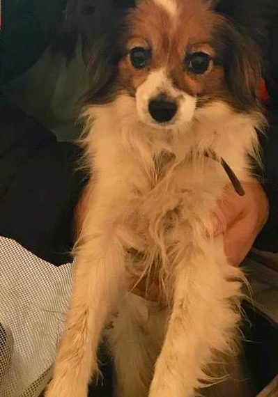 Собаку Шуру, сбежавшую из поезда Новороссийск — Екатеринбург, нашли