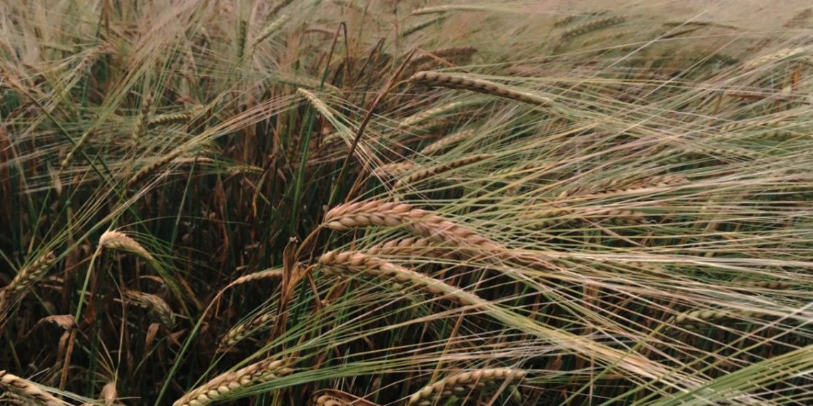 Лето не сдается: на Кубани прогнозируют до +26 градусов в понедельник