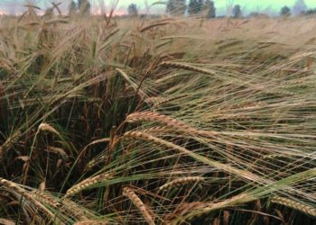 Лето не сдается: на Кубани прогнозируют до +26 градусов в понедельник