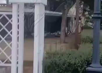 В результате пожара на Кубани погибли крокодилы и черепаха