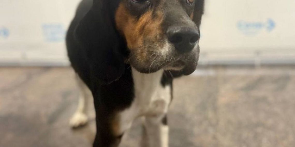 Щенок два дня ждал хозяина у входа в аэропорт Сочи и остался один