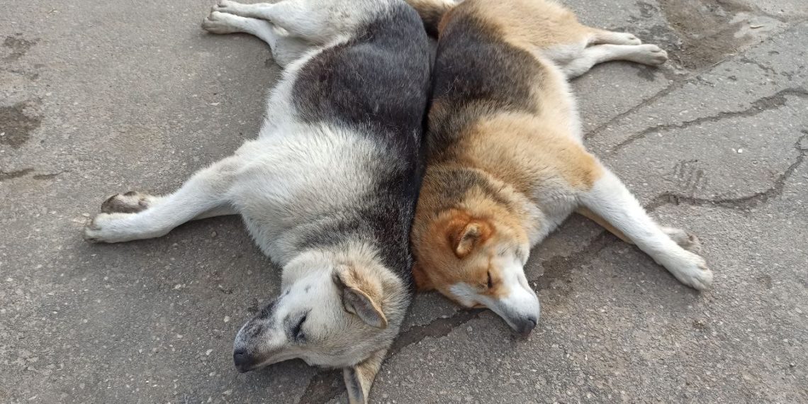 Жители Краснодара бьют тревогу из-за стаи собак на детских площадках