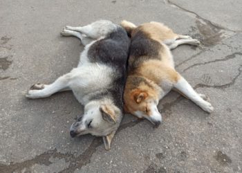 Жители Краснодара бьют тревогу из-за стаи собак на детских площадках