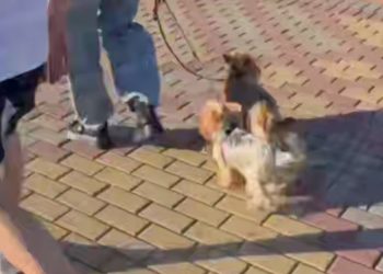 В Сириусе две собаки укусили мужчину